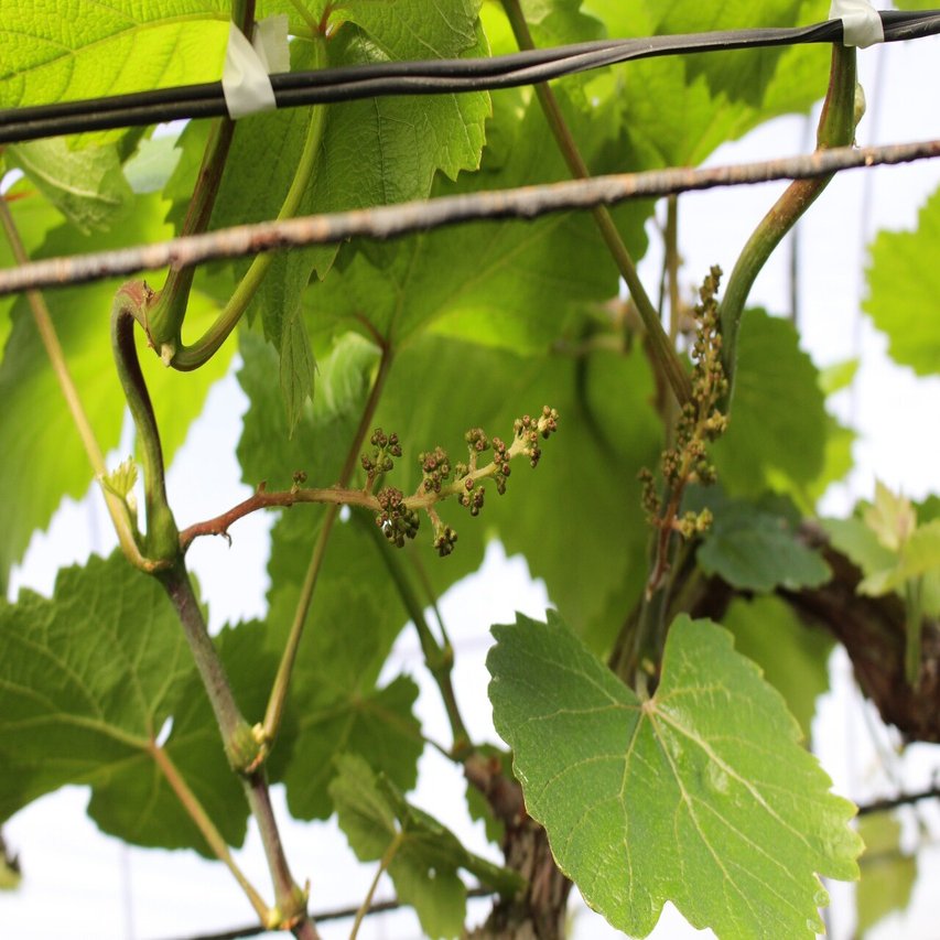 ぶどうの用語集 写真付き 戸田果樹園シャインマスカットの学校 Note