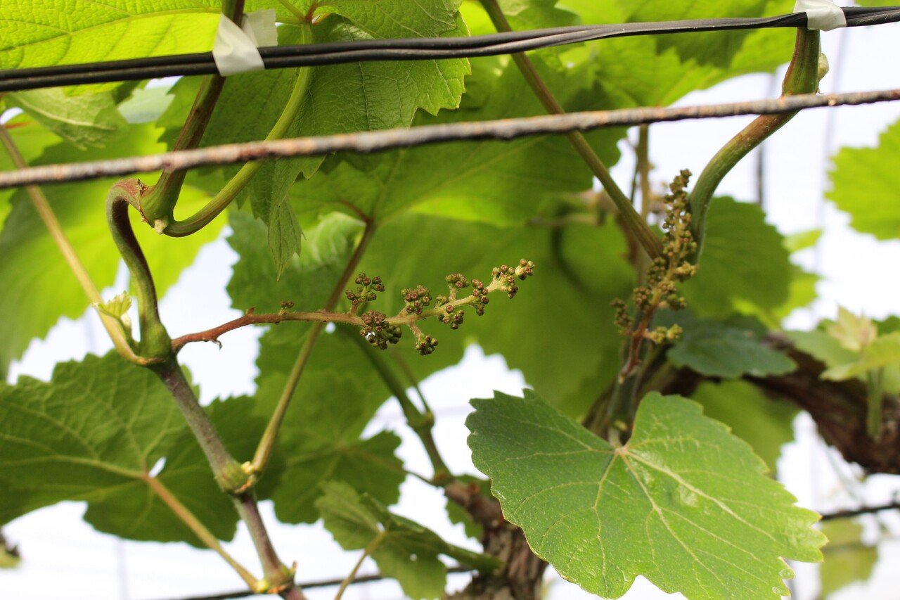 ぶどうの用語集 写真付き 戸田果樹園シャインマスカットの学校 Note ぶどうの用語集 写真付き 戸田果樹園シャインマスカットの学校 Note