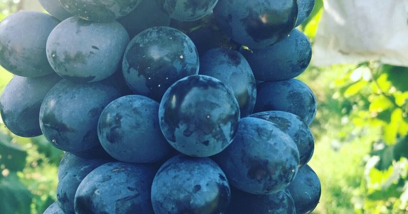 ぶどうの用語集 写真付き 戸田ぶどう学校 Note