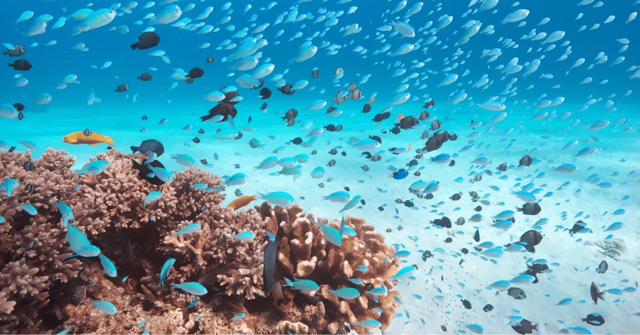 世界最大の青いサンゴ礁｜高橋 紗良