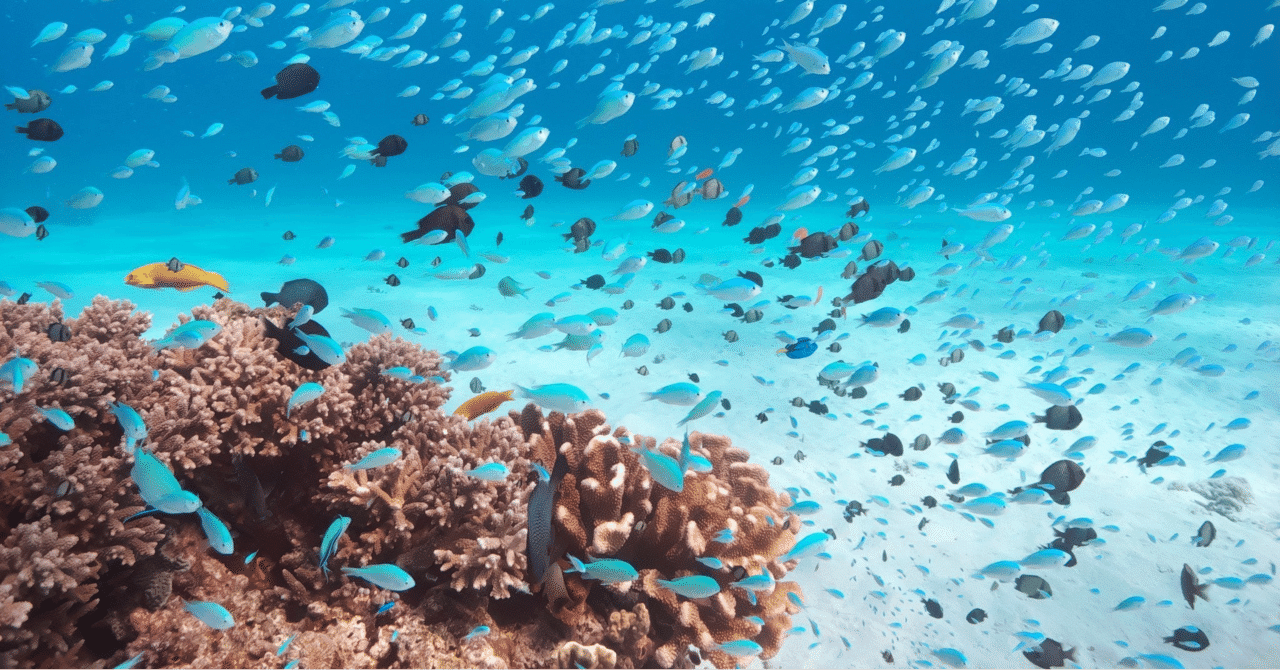 世界最大の青いサンゴ礁｜高橋 紗良