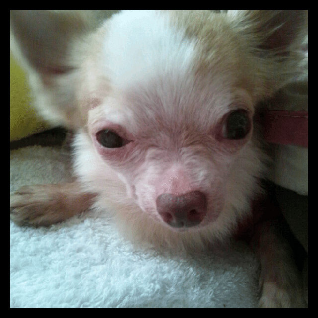 預かりボランティア シナモン Note