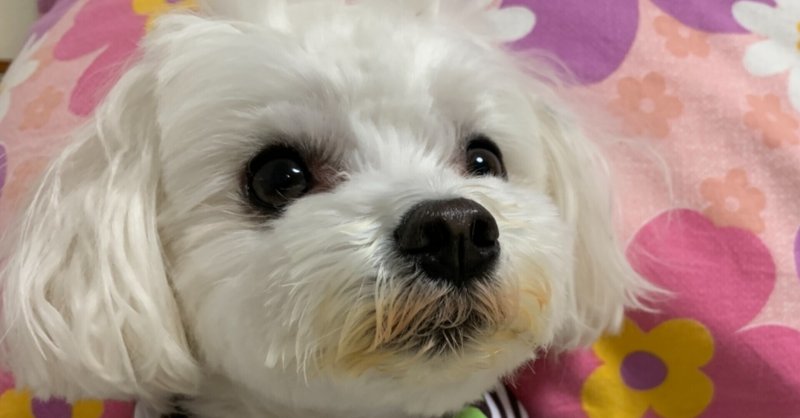 お化粧犬 デッサン教室とぅんちゃん Note