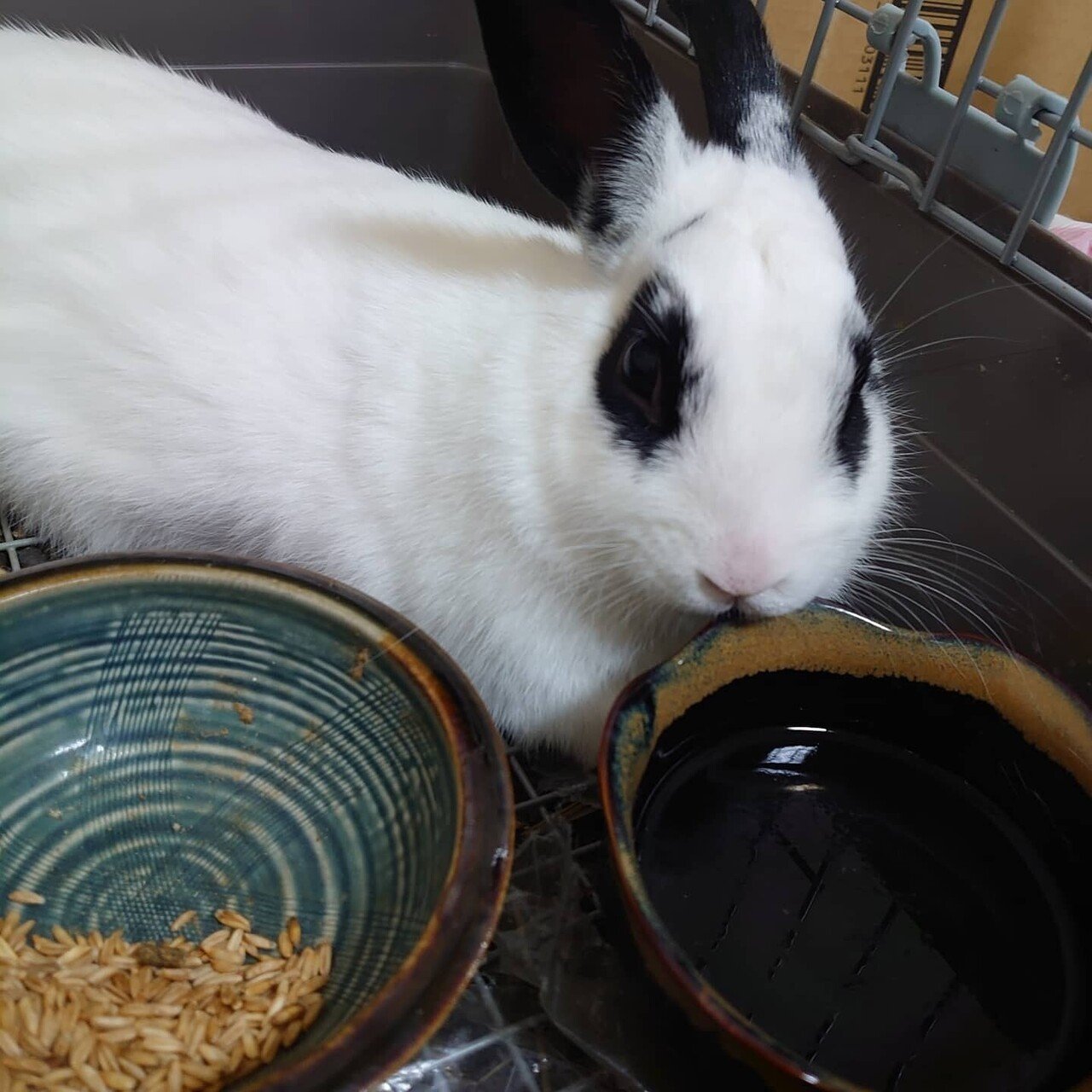 のんびり一人暮らし うさぎの心 Note