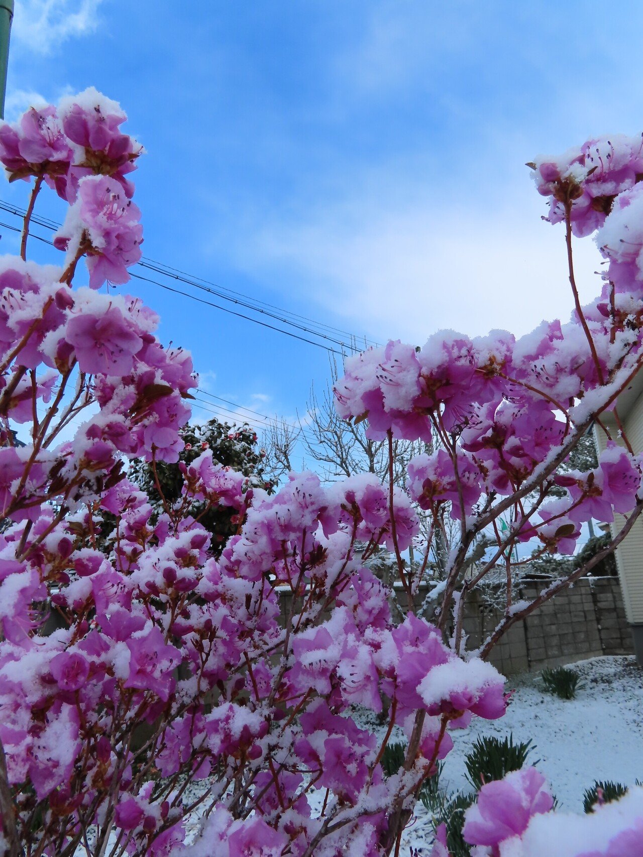 今朝は雪でした W おはようドグ 青森では 入学式の辺りに雪が降ることってけっこうあるんだドグよ 寒の戻りっていうのかな 朝 雪が降ってたら もう 嬉しくてカメラを持って飛び出しちゃう 花と雪 Switch 山田スイッチ Note
