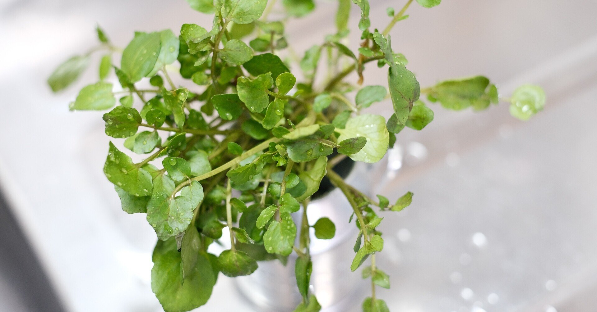 クレソンの苗 実は 水耕栽培用ではありません ハタモト Note クレソンの苗 実は 水耕栽培用ではありません ハタモト Note