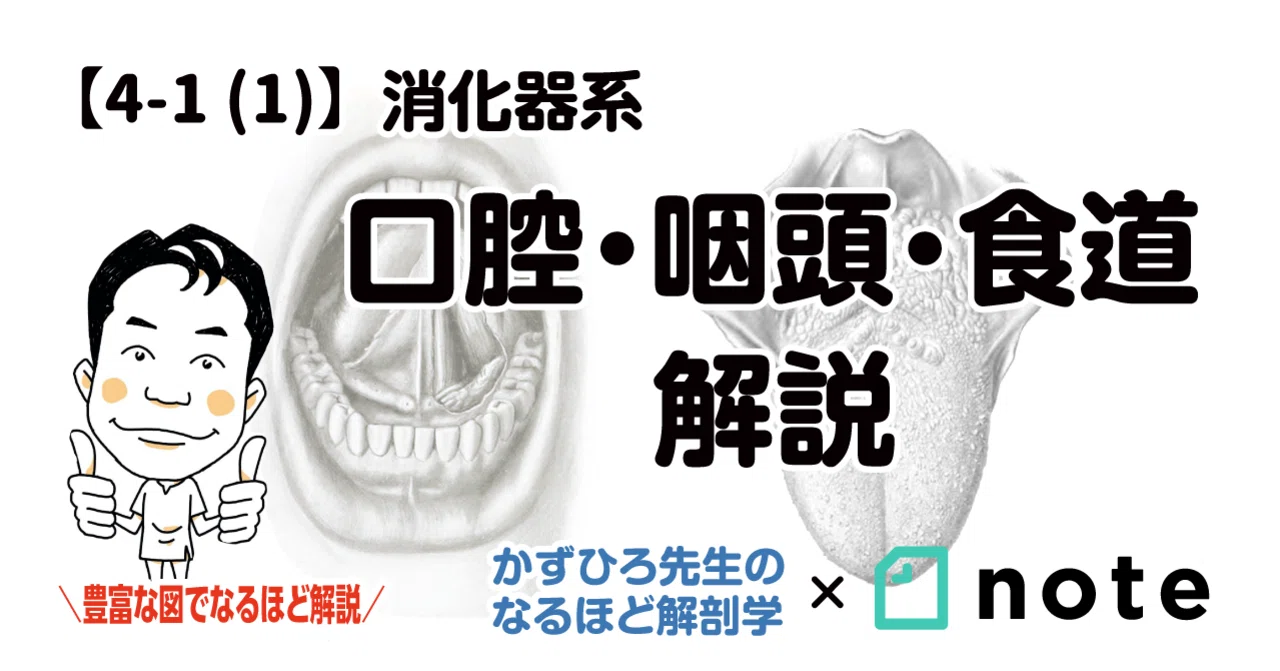 口腔解剖学 筋学、内臓学 口腔解剖学 筋学、内臓学