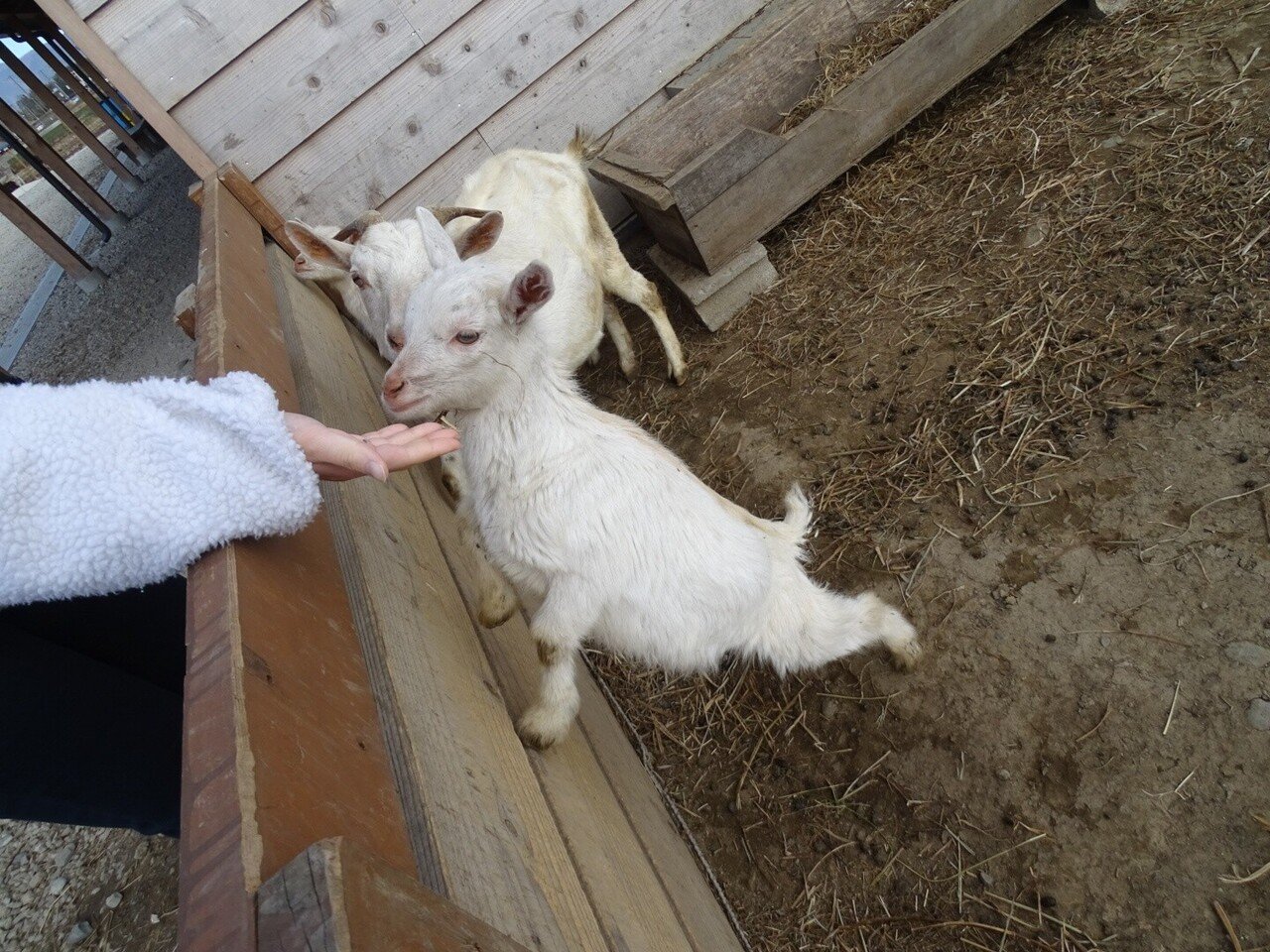 ZASO:049】長野県 #グリーンファーム動物園｜ZASOちゃんねる
