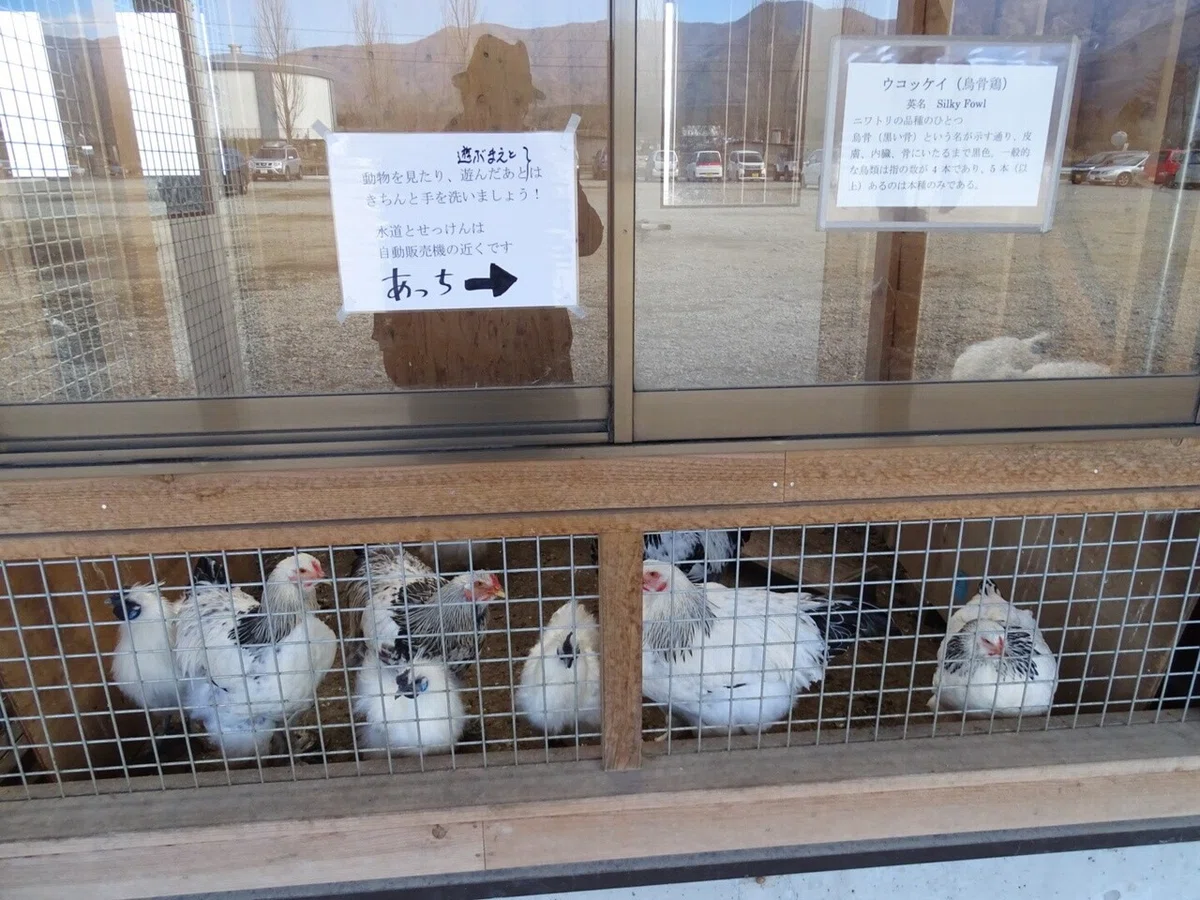 画像8