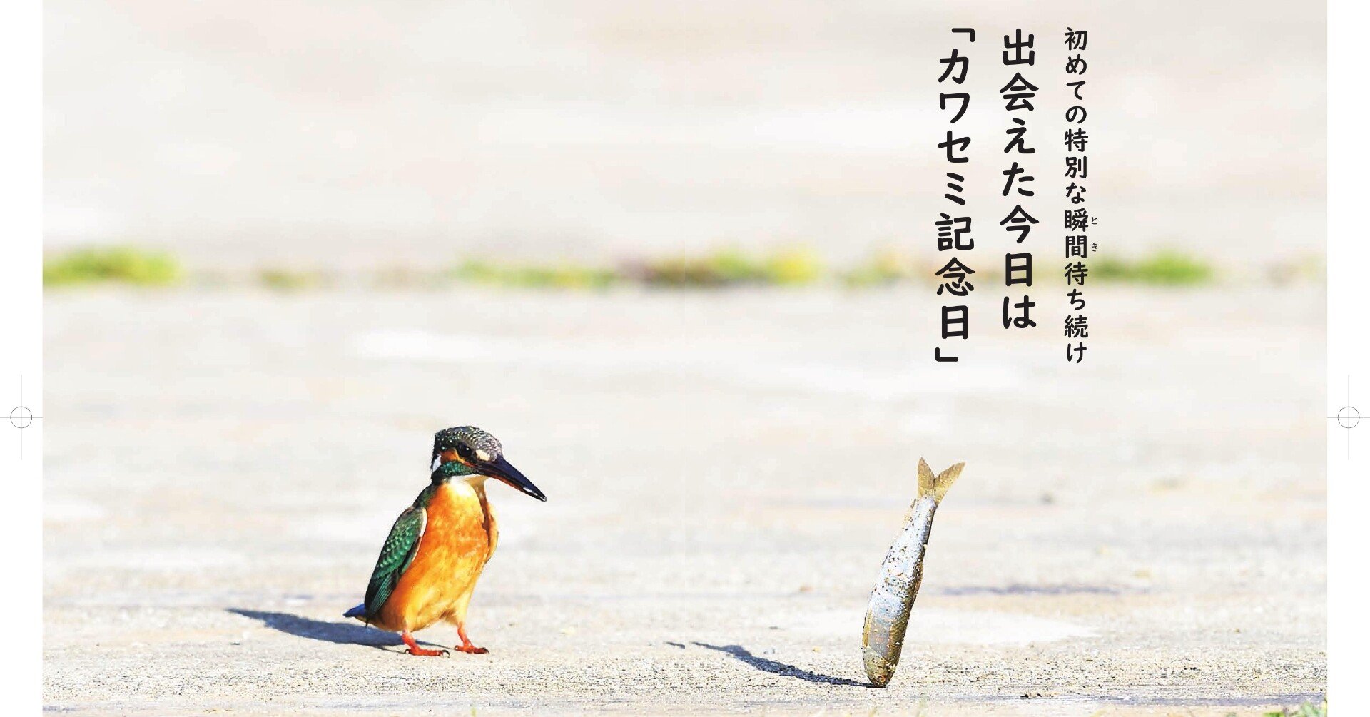 空飛ぶ宝石」と呼ばれるカワセミってどんな鳥？｜カンゼン