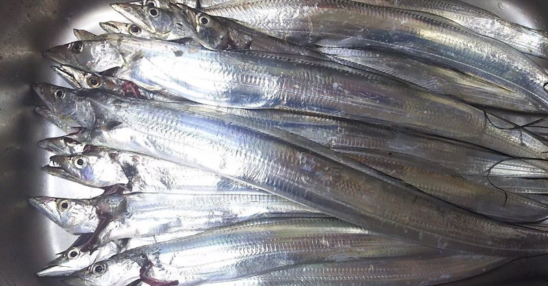 夏が旬の食材紹介 極太肉厚 千葉県竹岡産 太刀魚 Mankuwafree Note 夏が旬の食材紹介 極太肉厚 千葉県竹岡産 太刀魚 Mankuwafree Note