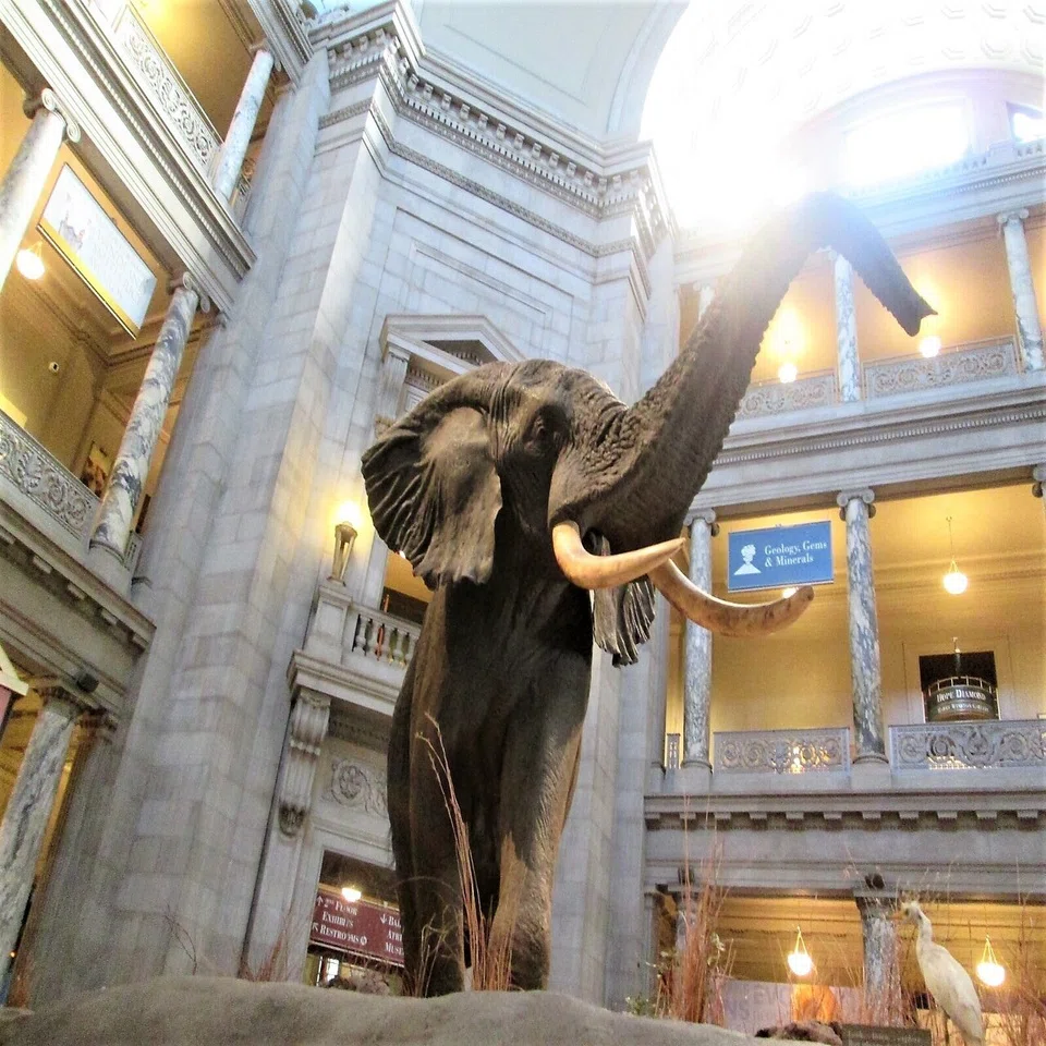 私の好きな世界のMuseum：8スミソニアン②自然史博物館｜しみずみえ 