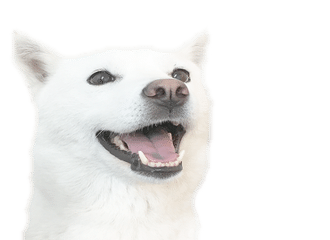 犬のおやつ の新着タグ記事一覧 Note つくる つながる とどける