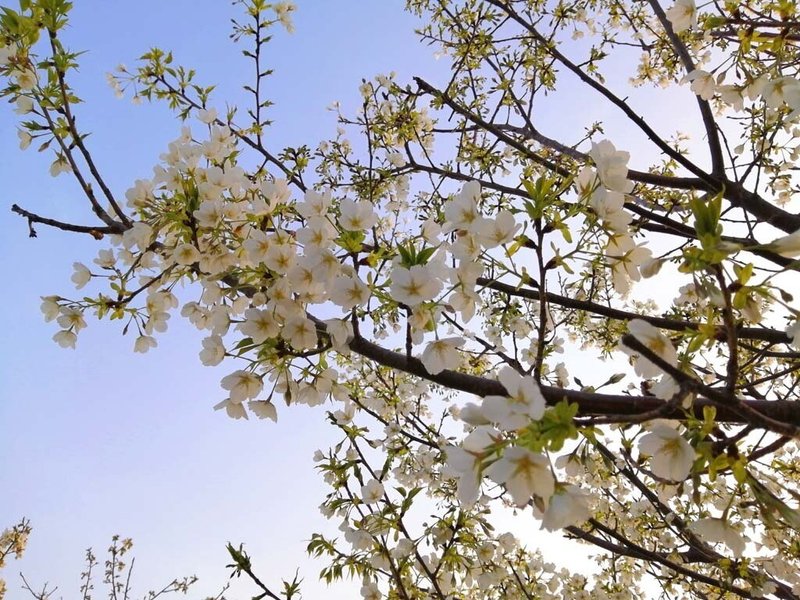 桜さく