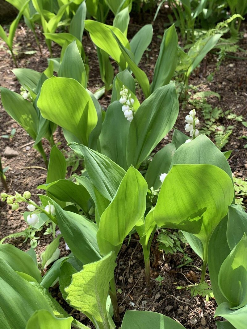 すずらんの花 シラちゃん Note