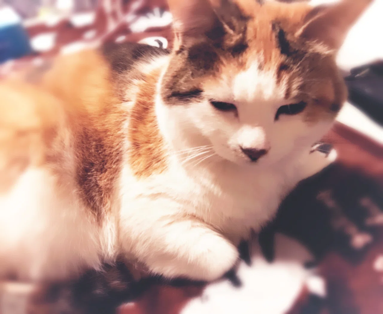 朝撮り猫 朝撮ったのだけどあげるの忘れたみぃちゃん 最近はお布団の中から出てきて だいたい私の頭の真横にいます 子供の頭かな と思っとら猫の頭だったりするという 今まで腕と足くらいだったけど いめか Note