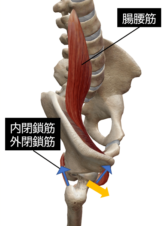 閉鎖筋と腸腰筋