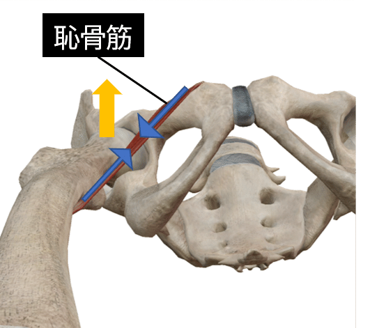 股関節痛の理学療法〜骨頭求心位獲得のための評価とアプローチ〜｜理学