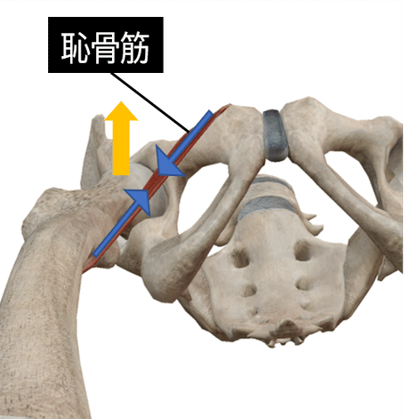 股関節痛の理学療法〜骨頭求心位獲得のための評価とアプローチ〜｜理学