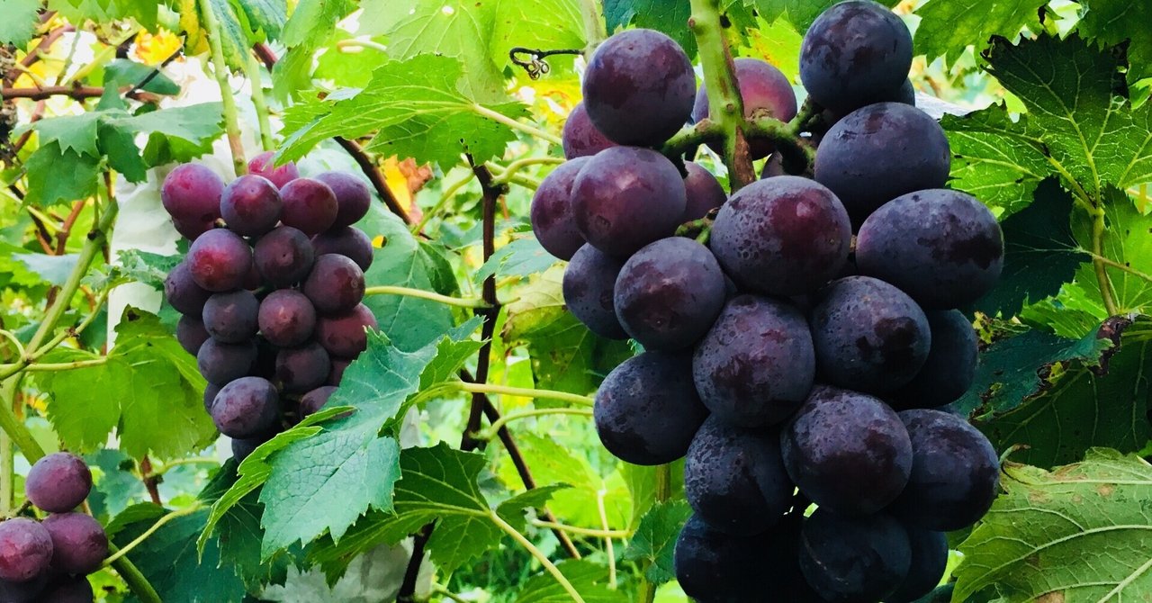 ぶどうの病気一覧 戸田ぶどう学校 Note