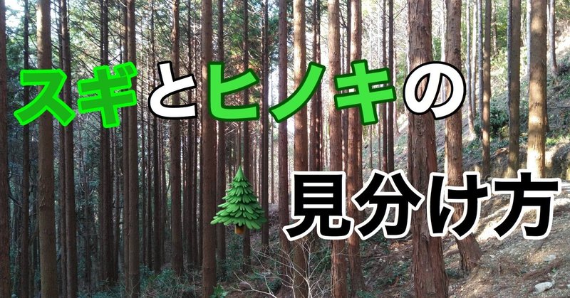 みんなは知ってる スギとヒノキの見分け方 阿武町地域おこし協力隊ー自伐型林業 Note