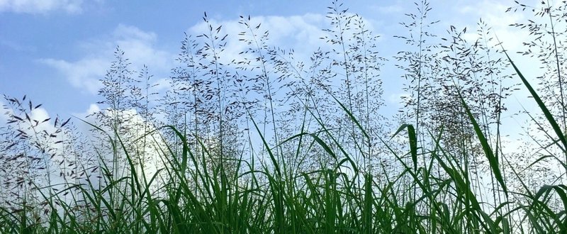 映画 フラワーショウ たけうち Note