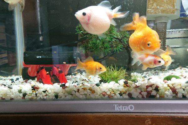 可愛いペット の新着タグ記事一覧 Note つくる つながる とどける 可愛いペット の新着タグ記事一覧 Note つくる つながる とどける