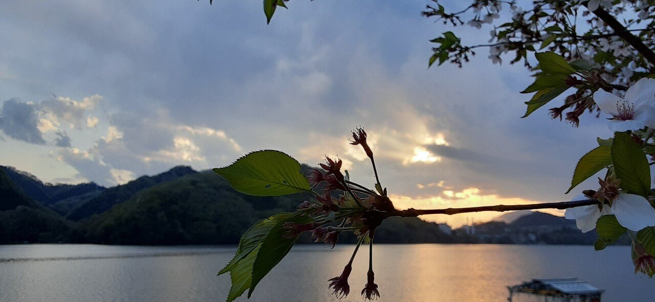 どんな姿も綺麗な桜 人生は何のためにあるのか ふと考えてみる 生きるため 自分の望みを叶えるため いろんな思いや考えもあると思うけど 生きていたいからこの地球で いっぱい遊んで楽しんで感じて呼吸して ヨッシー Note
