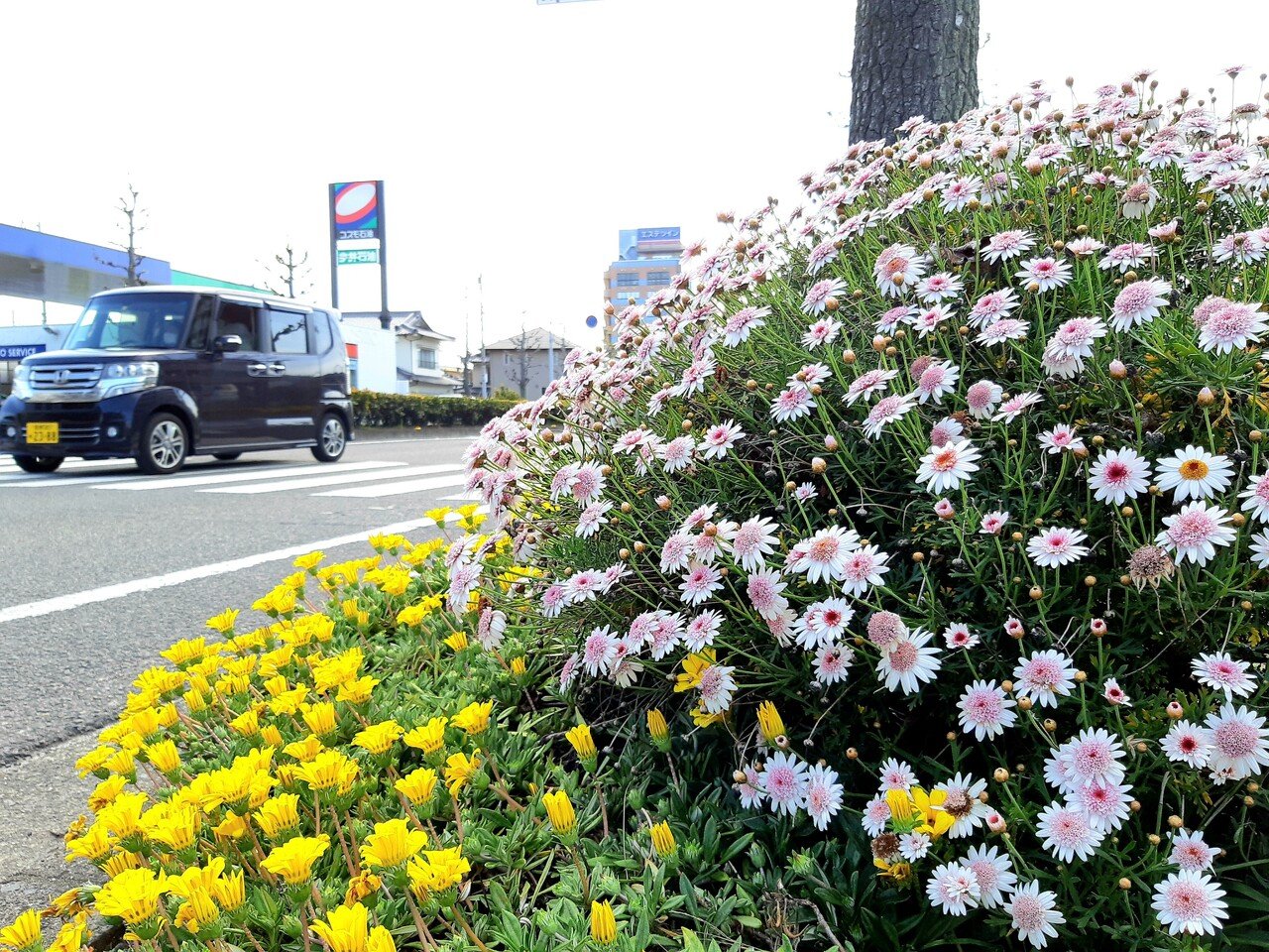 癒しのスプリングロード 山田幸子フリーアナウンサー Note 癒しのスプリングロード 山田幸子フリーアナウンサー Note