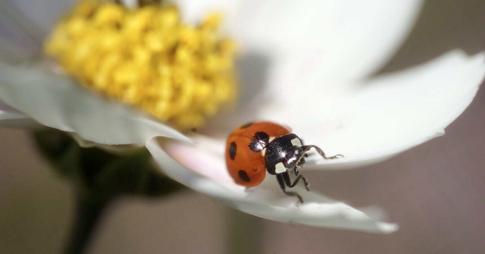 てんとう虫を英語でいうと 毎日英語ノート Note てんとう虫を英語でいうと 毎日英語ノート Note