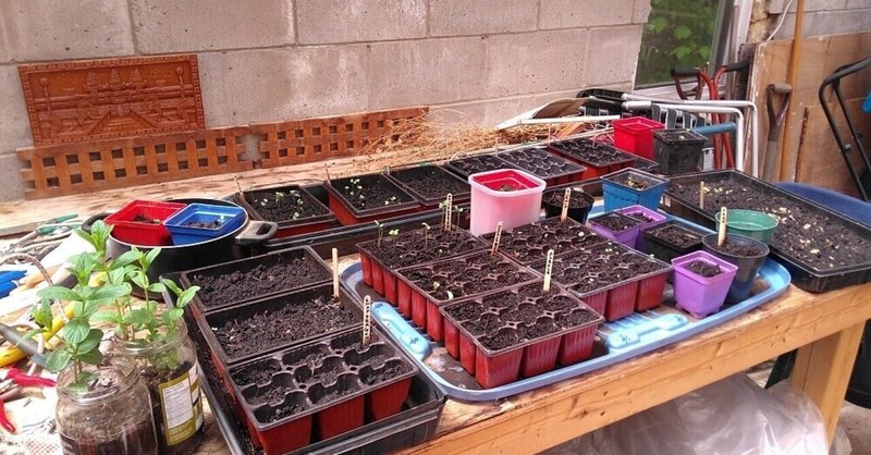 ニゲラを種まきしたよ 在宅ワークで稼ぐ ブログアフィリエイト講座 Note