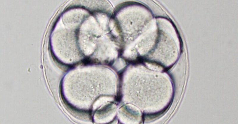 本日のウニ：タコノマクラ④16−32細胞期