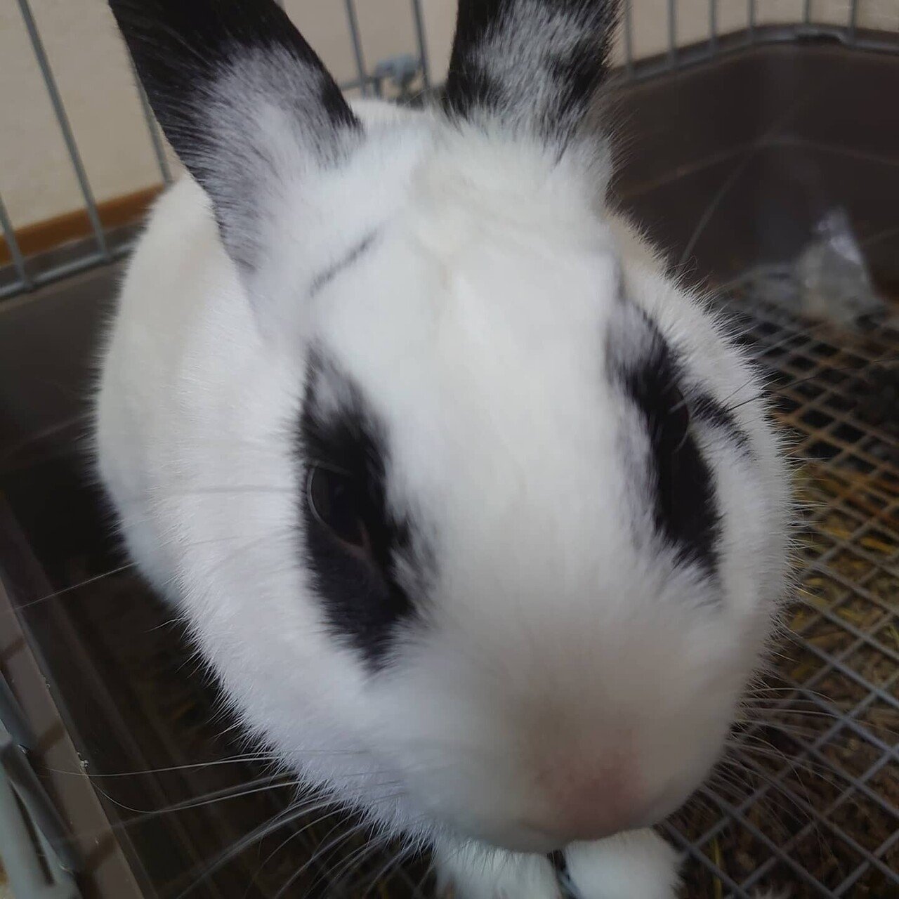 一人暮らしは寂しくないといえば嘘だけど うさぎの心 Note