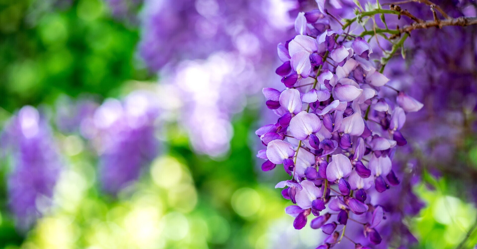 21 アニメ鬼滅の刃の14話 藤の花の家紋の家 から 短めが本当のおすすめポイント Anbuu Note