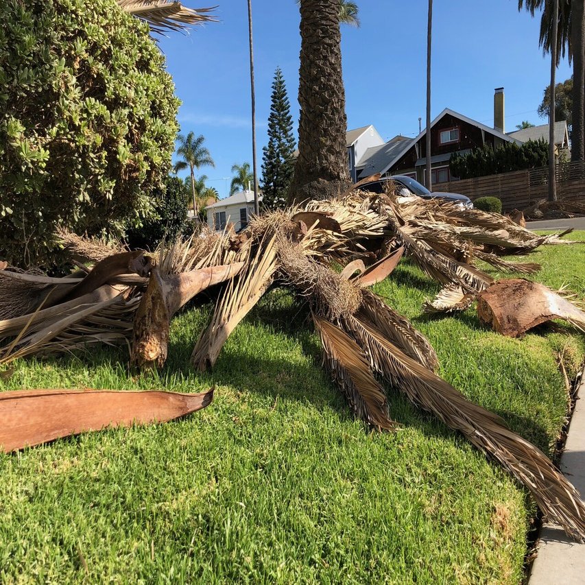 ロサンゼルスはなんでヤシの木が多いの？｜ハイボルUSA／海外で映像