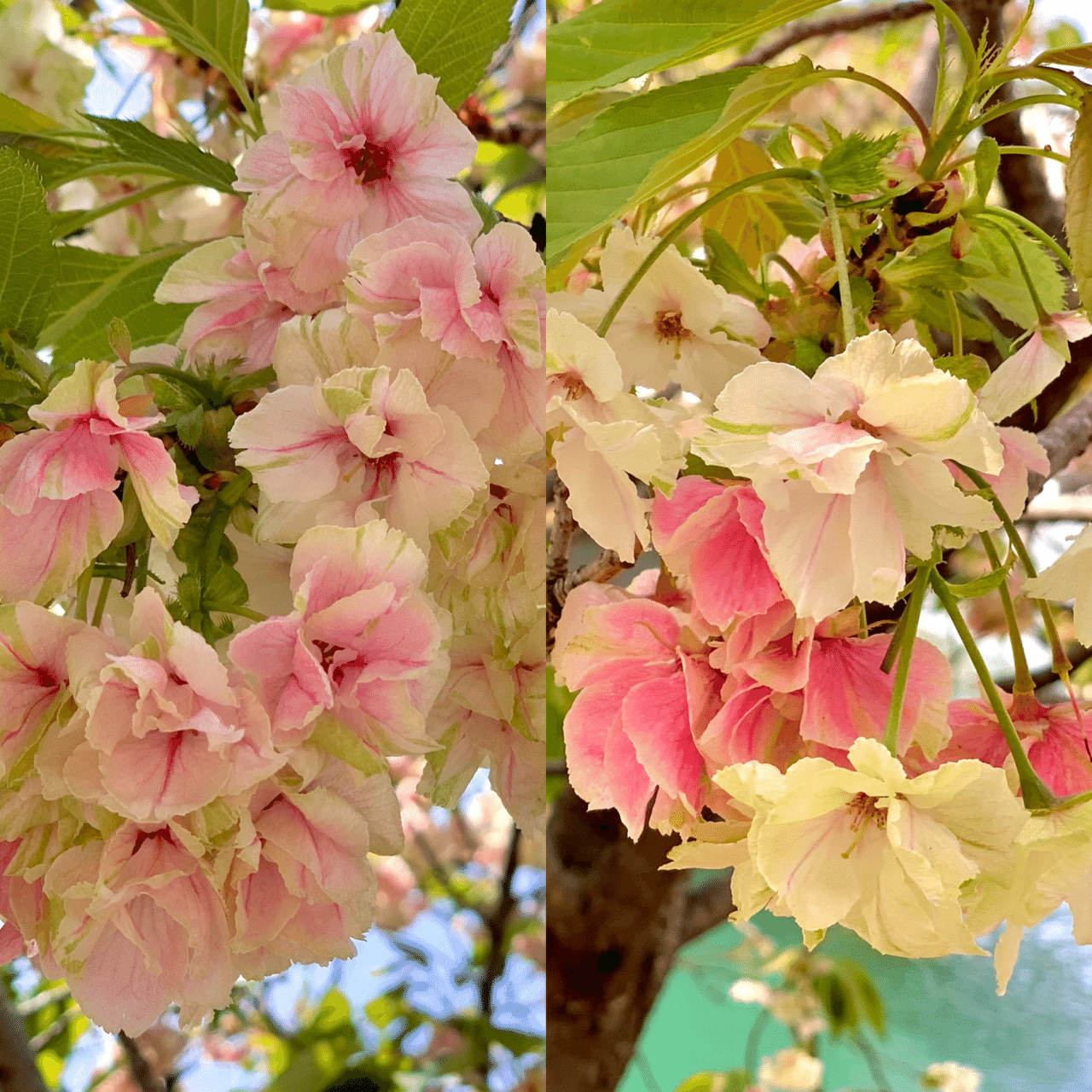 希少な鬱金桜 遅咲き桜 花が綴る物語り 伊藤文香 Note