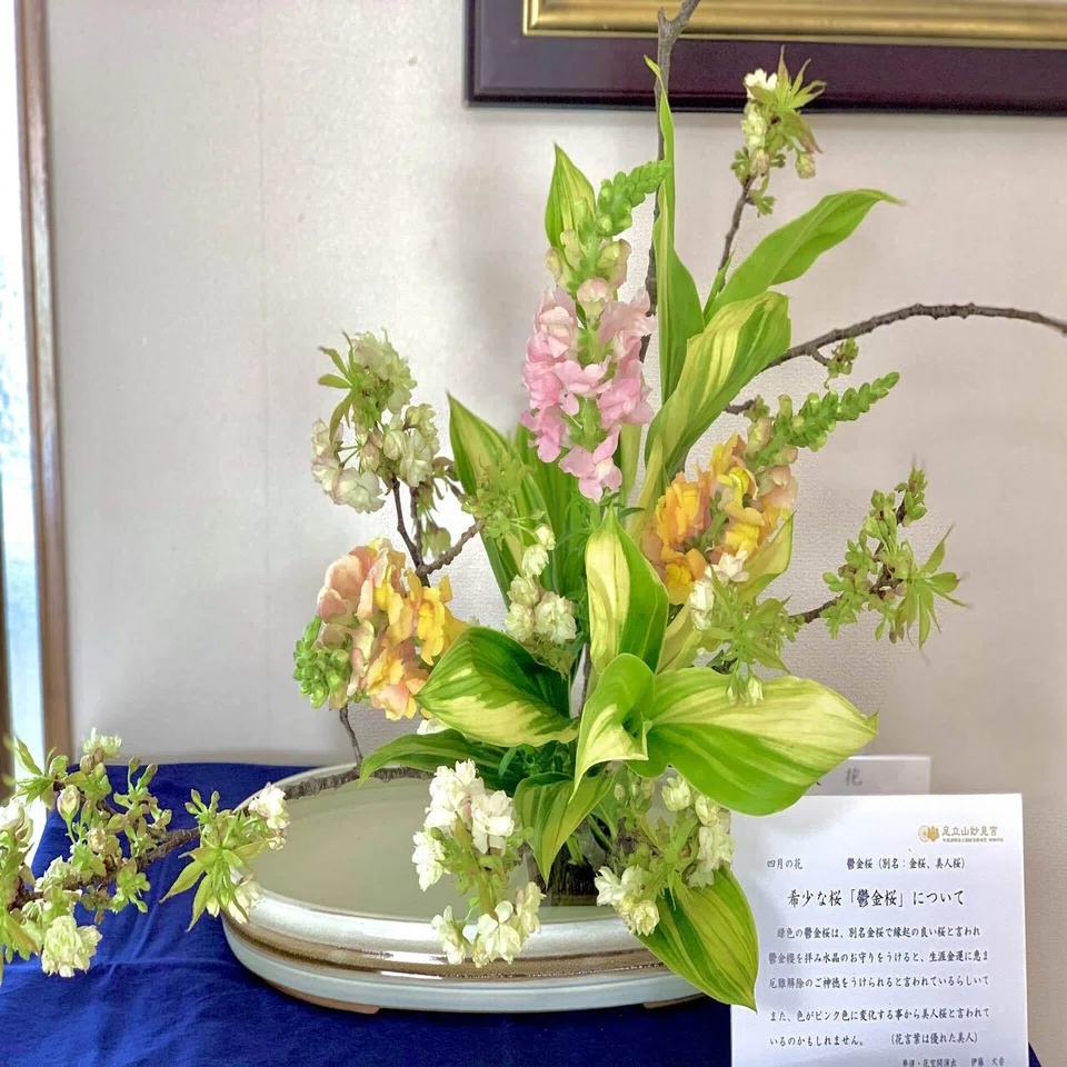 希少な鬱金桜 遅咲き桜 花が綴る物語 伊藤文香 Note