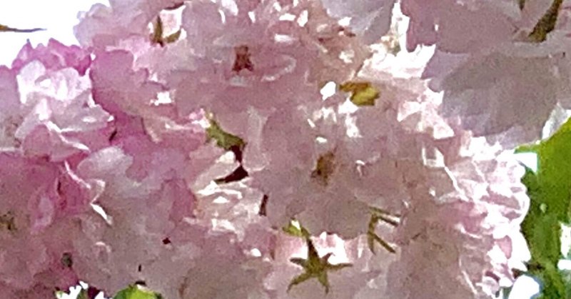 桜と春の花