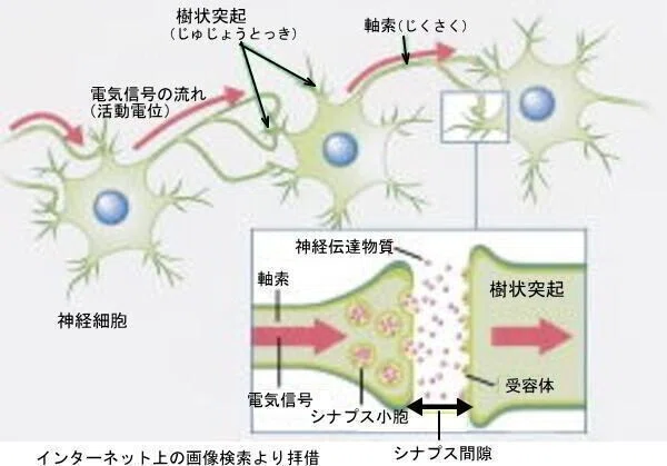 シナプスの働き