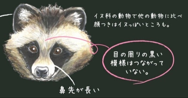 タヌキ アライグマ レッサーパンダ おーじろー Note