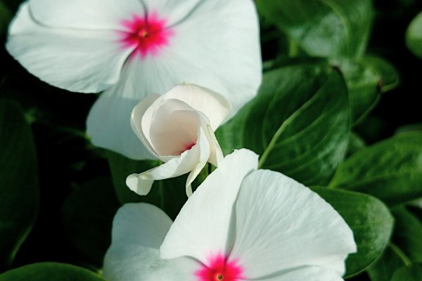 日日草の花言葉は楽しい思い出 の新着タグ記事一覧 Note つくる つながる とどける 日日草の花言葉は楽しい思い出 の新着タグ記事一覧 Note つくる つながる とどける