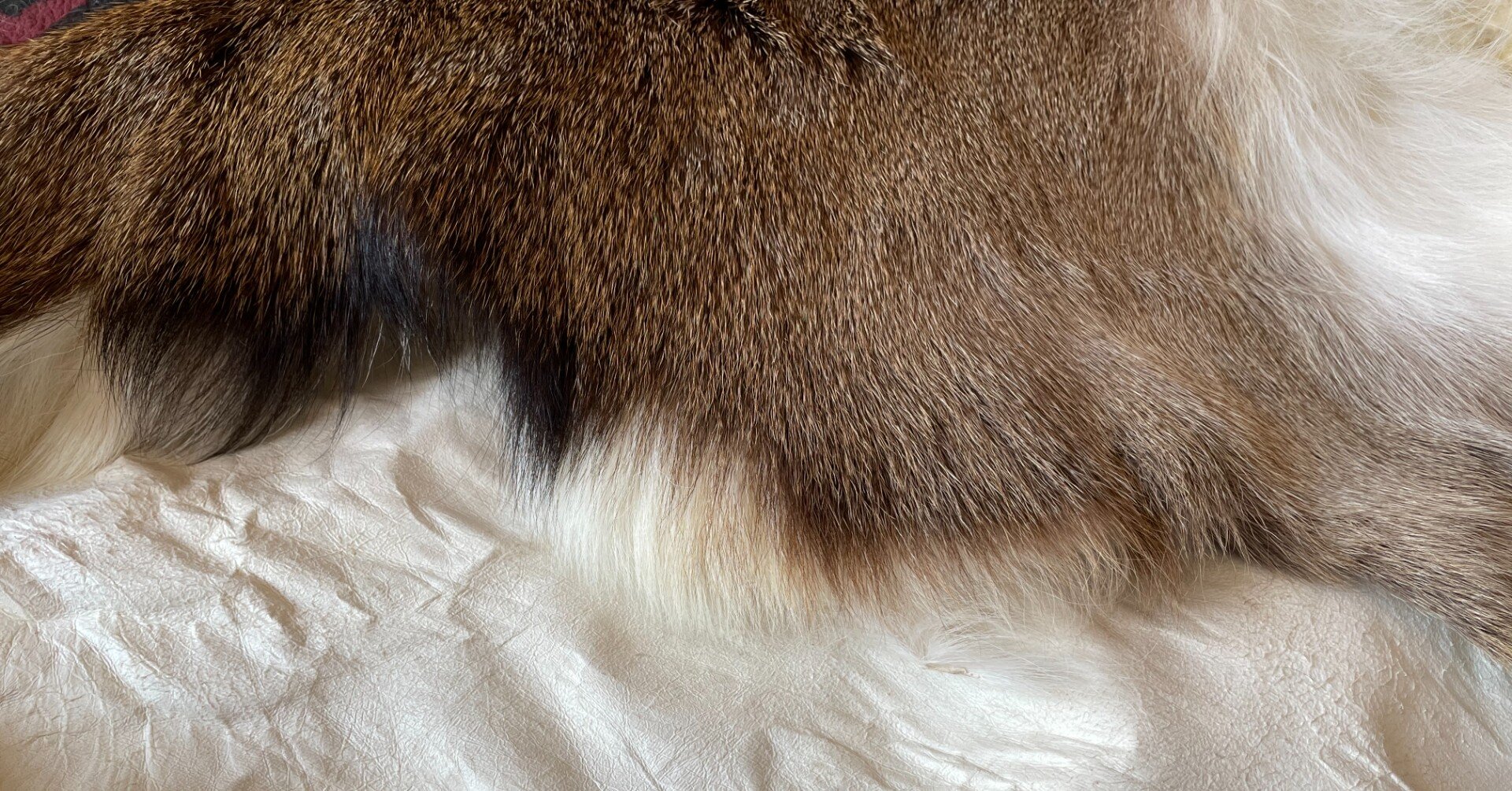 イノシシミョウバン皮なめししっぽ付き イノシシミョウバン皮なめししっぽ付き イノシシの毛皮のなめし方