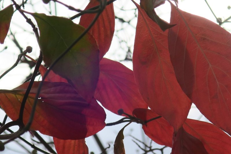 紅葉したハナミズキ 塚本芳久 Note