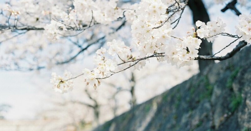 バケペンで写す桜写真。