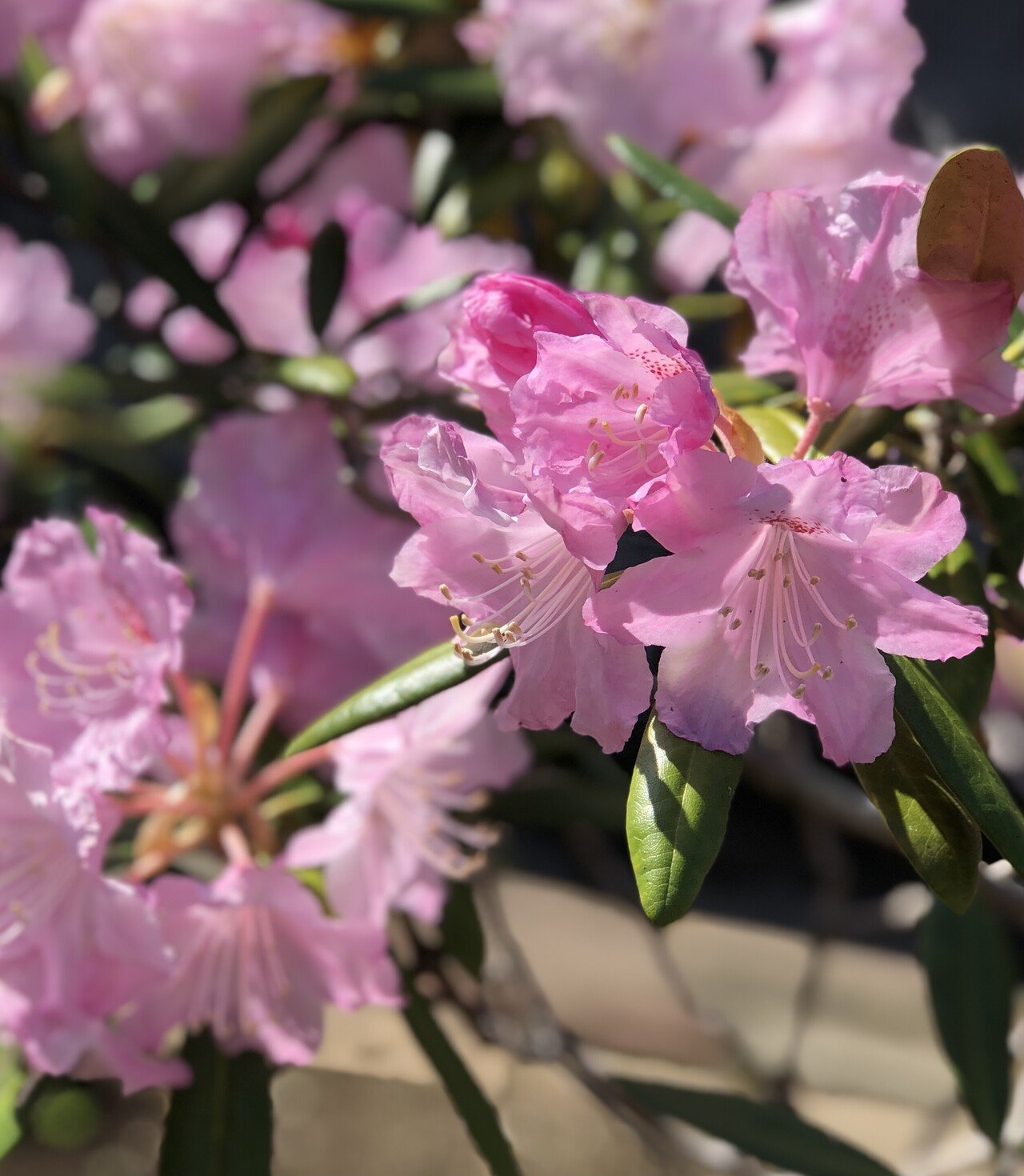 春の途中 切り取られた景色 あなたの命を愛おしく思う 君の頬が恋しく思う 風は少しずつ穏やかに 其々の生き方を包む 優しく相槌を打つと 心が安らぐ 言葉にしなくても 解読で 瑛香 Note