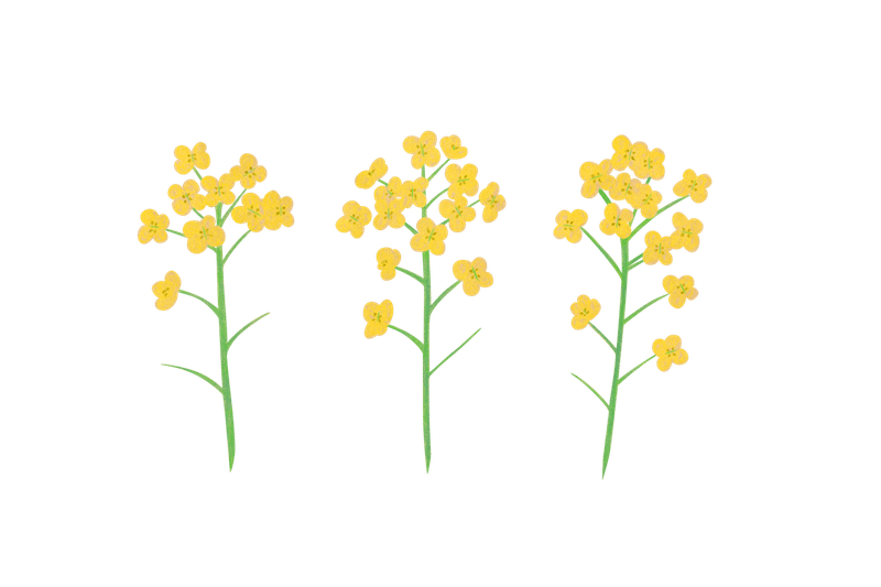 菜の花 のイラスト あや あしあと手帳２ Note