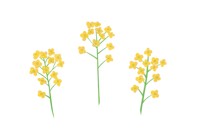 菜の花 のイラスト あや あしあと手帳2 Note 菜の花 のイラスト あや あしあと手帳2 Note