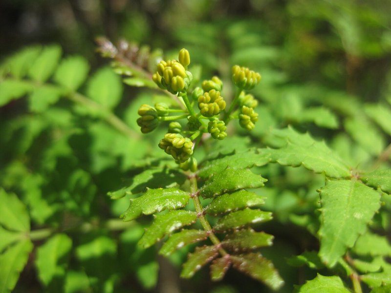 山椒の花に寄せて Soufu そうふ Note
