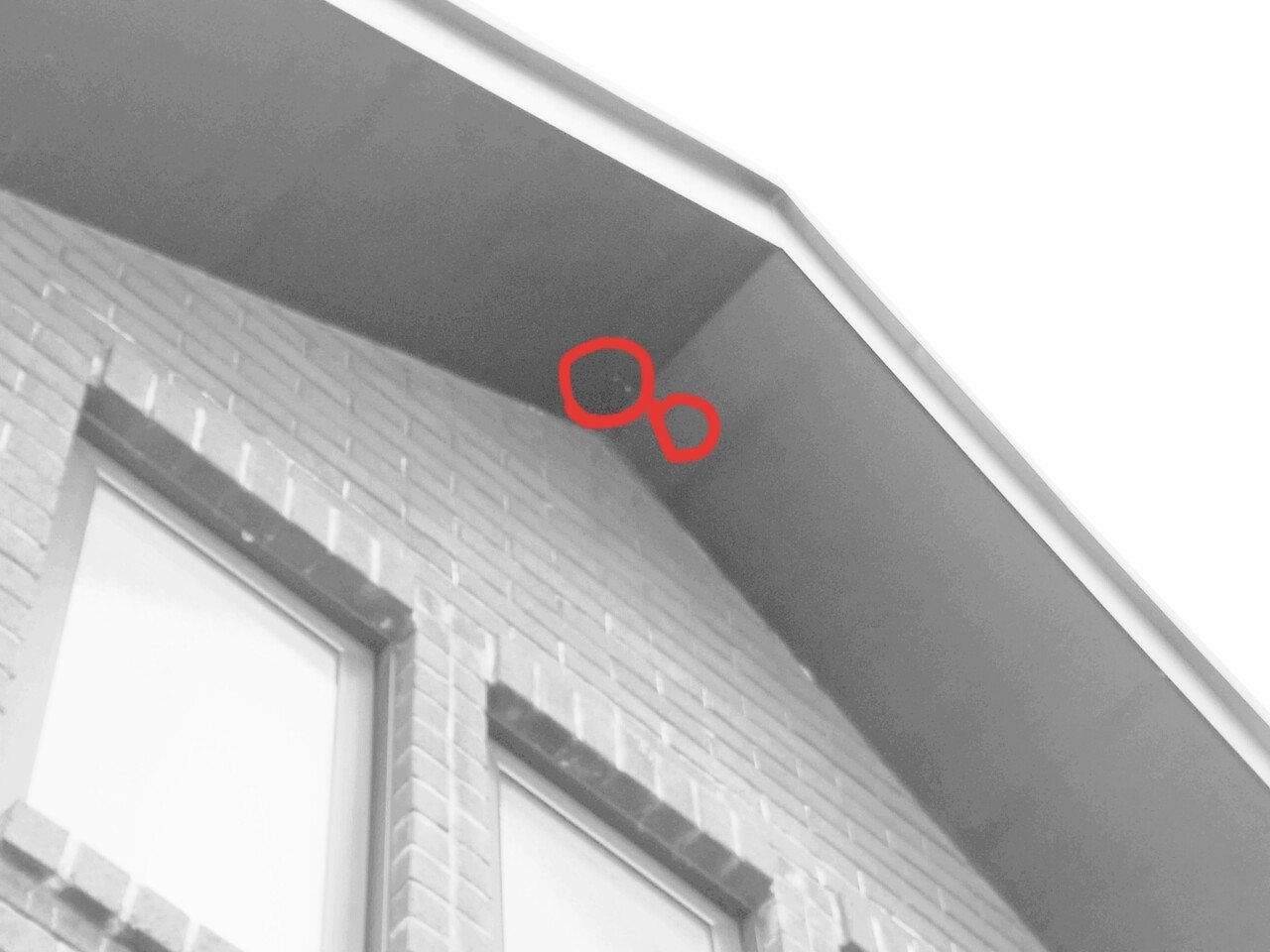 アシナガバチ（足長蜂）が軒先に蜂の巣を作った！初期に自力で駆除した 