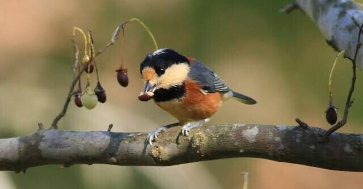 油絵　卵のふ化を見る鳥 油絵卵のふ化を見る鳥